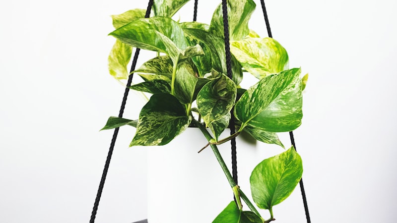 2022年世界杯阿根廷夺冠梅西捧起大力神杯